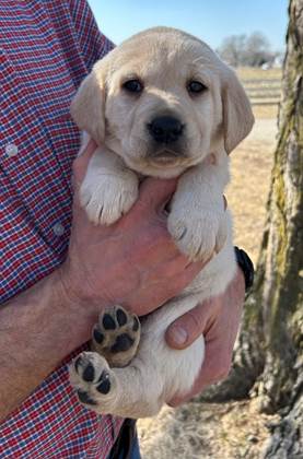 A person holding a puppy

AI-generated content may be incorrect.