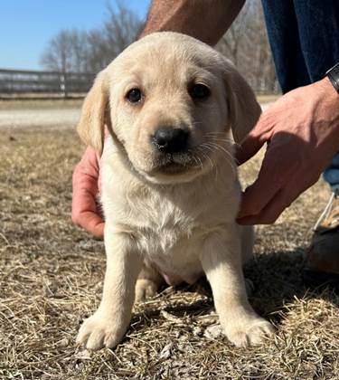 A person petting a puppy

AI-generated content may be incorrect.