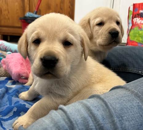 Two puppies lying on a person's lap

AI-generated content may be incorrect.