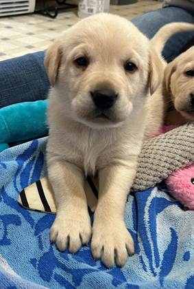 A puppy lying on a blanket

AI-generated content may be incorrect.