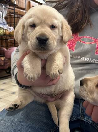 A person holding a puppy

AI-generated content may be incorrect.