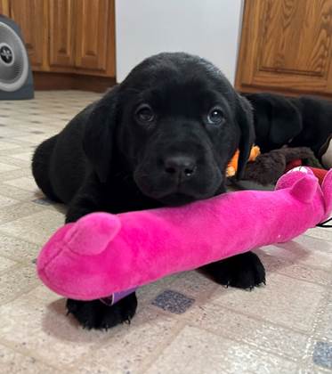 A black puppy holding a pink toy

AI-generated content may be incorrect.