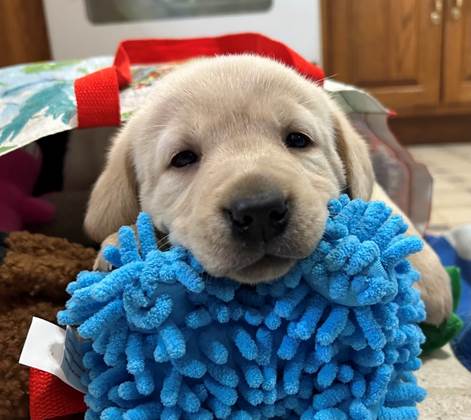 A puppy holding a blue fluffy toy

AI-generated content may be incorrect.