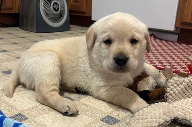 A puppy lying on the floor

AI-generated content may be incorrect.