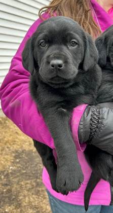 A person holding a black dog

AI-generated content may be incorrect.
