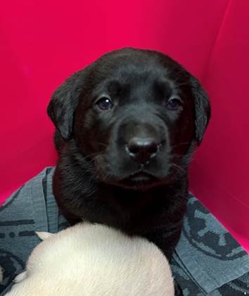 A black puppy in a pink box

AI-generated content may be incorrect.