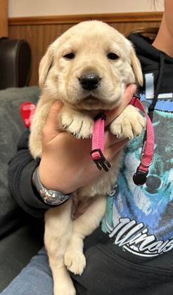 A person holding a puppy

AI-generated content may be incorrect.