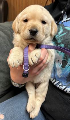 A person holding a puppy

AI-generated content may be incorrect.