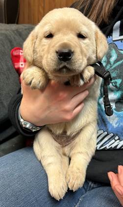 A person holding a puppy

AI-generated content may be incorrect.