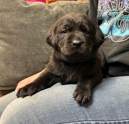 A black puppy on a person's lap

AI-generated content may be incorrect.