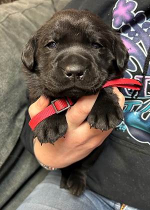 A person holding a black puppy

AI-generated content may be incorrect.
