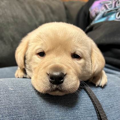 A puppy lying on a person's lap

AI-generated content may be incorrect.
