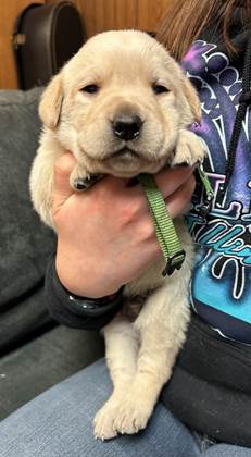 A person holding a puppy

AI-generated content may be incorrect.