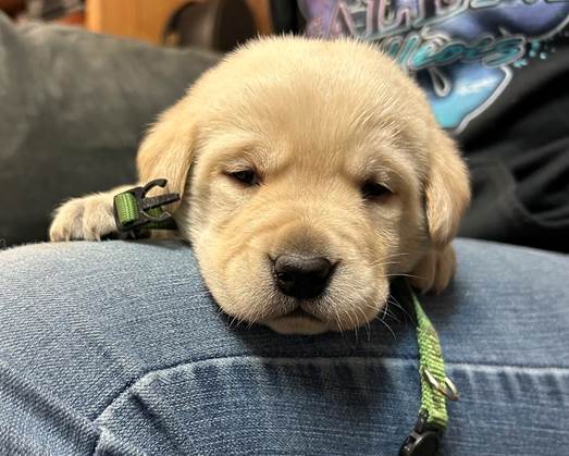 A puppy lying on a person's shoulder

AI-generated content may be incorrect.