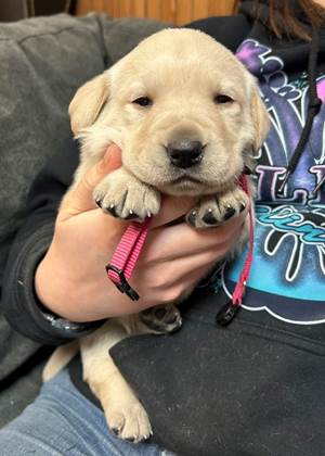 A person holding a puppy

AI-generated content may be incorrect.