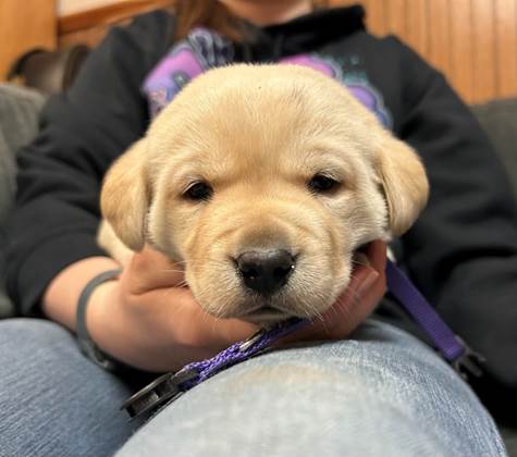 A person holding a puppy

AI-generated content may be incorrect.