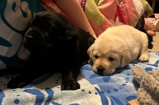 A black dog and a yellow puppy lying on a blue blanket

AI-generated content may be incorrect.