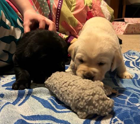 A couple of puppies playing with a toy

AI-generated content may be incorrect.
