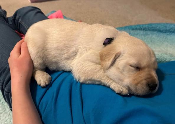 A dog sleeping on a person's lap

AI-generated content may be incorrect.