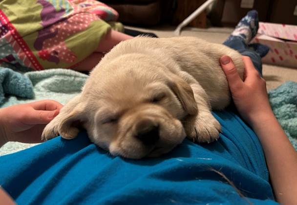 A dog sleeping on a person's lap

AI-generated content may be incorrect.