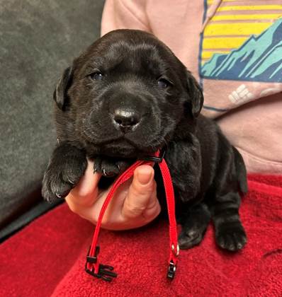 A person holding a black puppy

AI-generated content may be incorrect.