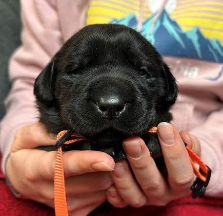 A person holding a black puppy

AI-generated content may be incorrect.