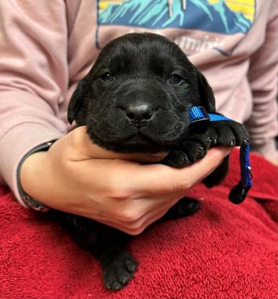 A person holding a black puppy

AI-generated content may be incorrect.