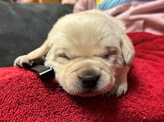 A puppy sleeping on a red blanket

AI-generated content may be incorrect.