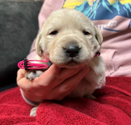 A person holding a puppy

AI-generated content may be incorrect.