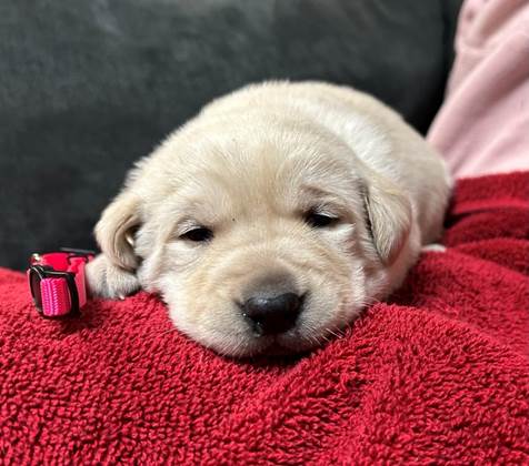 A puppy lying on a red blanket

AI-generated content may be incorrect.