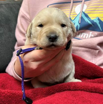 A person holding a puppy

AI-generated content may be incorrect.
