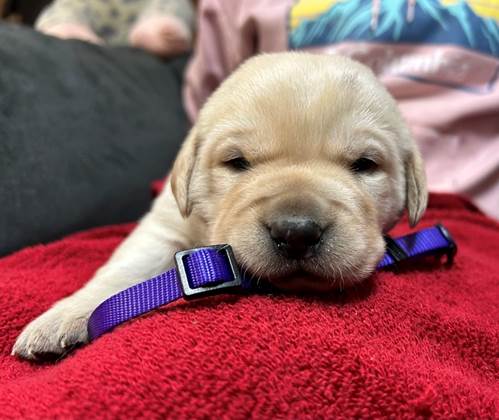A puppy lying on a blanket

AI-generated content may be incorrect.