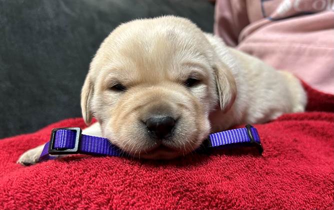 A puppy lying on a red blanket

AI-generated content may be incorrect.