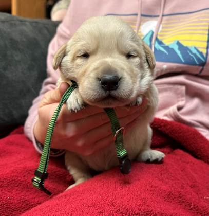 A person holding a puppy

AI-generated content may be incorrect.