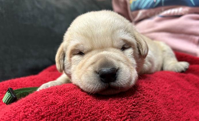 A puppy lying on a red blanket

AI-generated content may be incorrect.