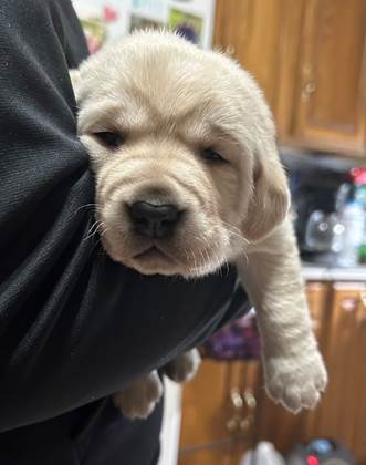 A dog in a person's arm

AI-generated content may be incorrect.
