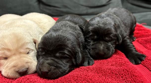 A group of puppies sleeping on a red blanket

Description automatically generated
