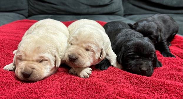 A group of puppies lying on a red blanket

Description automatically generated