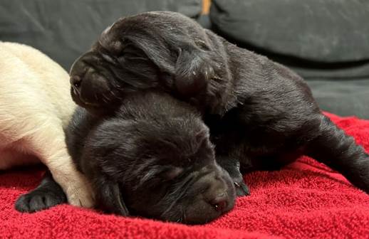 A black puppies lying on a red blanket

Description automatically generated