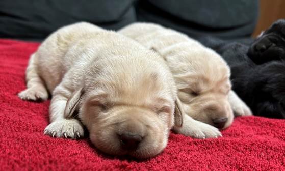 Two puppies lying on a red blanket

Description automatically generated