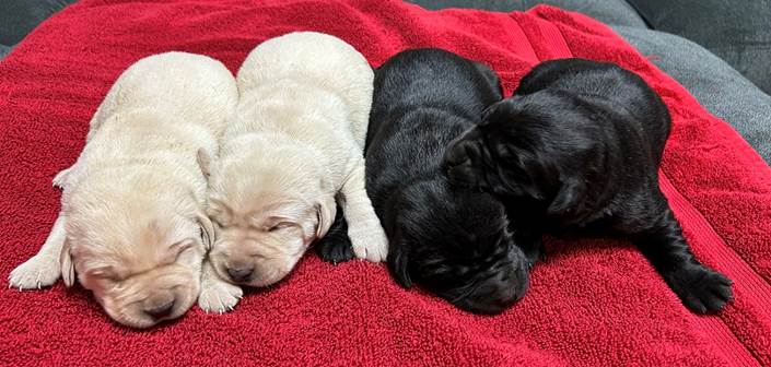 A group of puppies sleeping on a red blanket

Description automatically generated