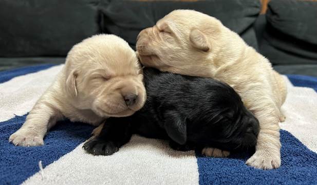 A group of puppies lying on top of each other

Description automatically generated