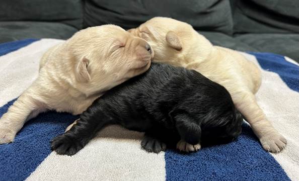 A group of puppies sleeping on a blanket

Description automatically generated