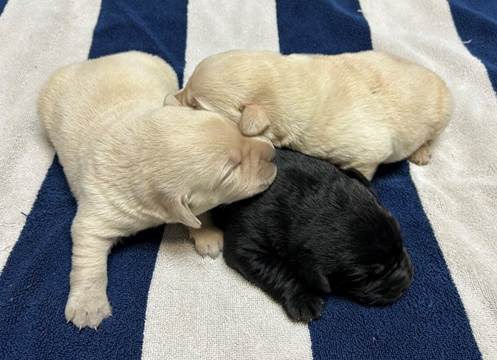 A group of puppies lying on a blanket

Description automatically generated