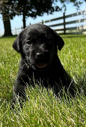 A black puppy sitting in grass

Description automatically generated