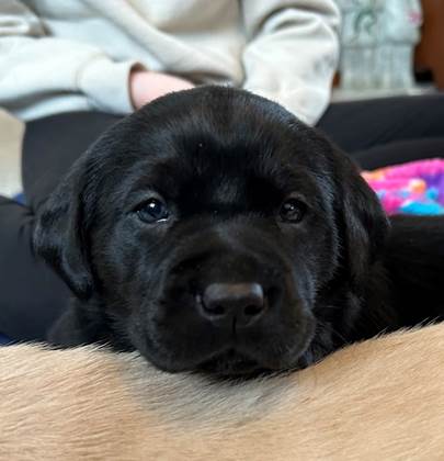 A black puppy lying on a person's lap

Description automatically generated