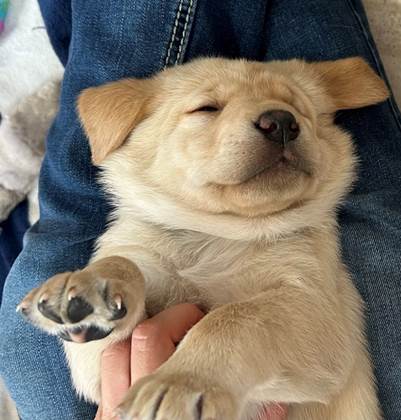 A dog lying on a person's lap

Description automatically generated