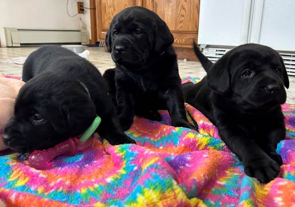 A group of black puppies lying on a colorful blanket

Description automatically generated