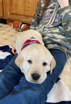 A picture containing dog, indoor, laying, lying

Description automatically generated